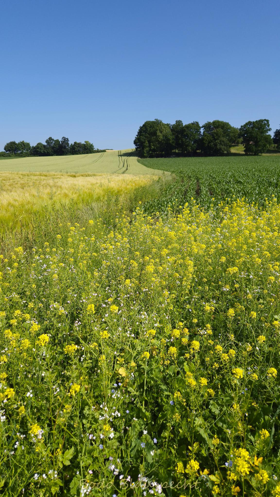 Landschaft   Steveraue   2025.06.12 10.06 40 HQ
